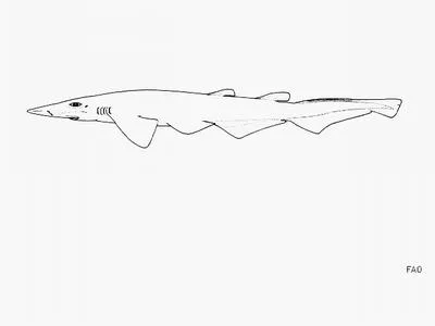 Hoary catshark (Apristurus canutus)