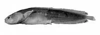 Hoese's mudbrotula (Dermatopsis hoesei)