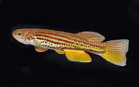 Hofmann's killi (Aphyosemion hofmanni)