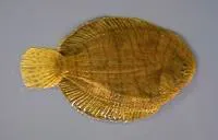 Hogchoker (Trinectes maculatus)