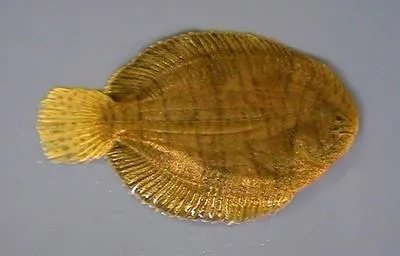 Hogchoker (Trinectes maculatus)