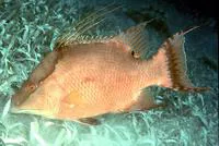 Hogfish (Lachnolaimus maximus)