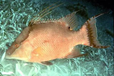 Hogfish (Lachnolaimus maximus)