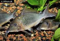 Hognosed brochis (Brochis multiradiatus)