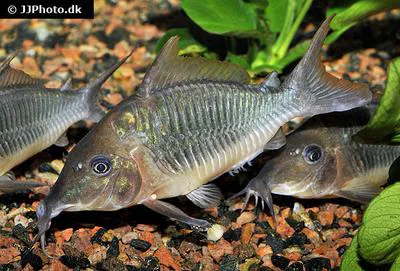 Hognosed brochis (Brochis multiradiatus)