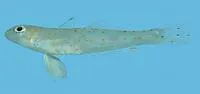 Hole goby (Oplopomops diacanthus)