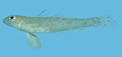 Hole goby (Oplopomops diacanthus)