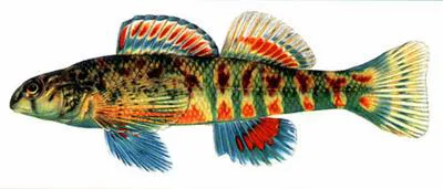 Holiday darter (Etheostoma brevirostrum)