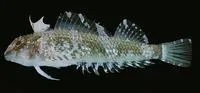 Holleman's triplefin (Enneapterygius hollemani)
