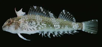 Holleman's triplefin (Enneapterygius hollemani)