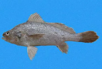 Hollow stardrum (Stellifer ericymba)