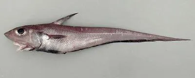 Hollowsnout grenadier (Coelorinchus caelorhincus)