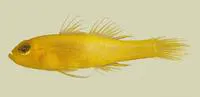 Honey-bee pygmy goby (Trimma anthrenum)