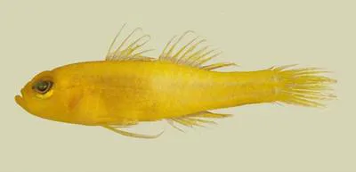 Honey-bee pygmy goby (Trimma anthrenum)