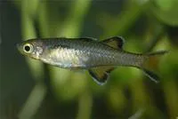 Honey blue-eye (Pseudomugil mellis)