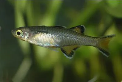 Honey blue-eye (Pseudomugil mellis)