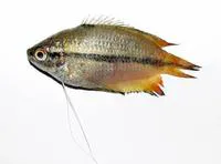 Honey gourami (Trichogaster chuna)
