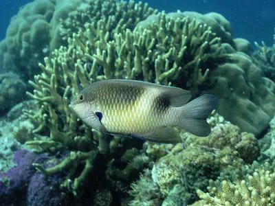 Honey-head damsel (Dischistodus prosopotaenia)