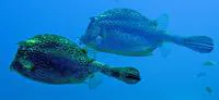 Honeycomb cowfish (Acanthostracion polygonius)