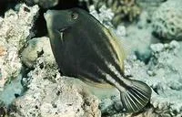 Honeycomb filefish (Cantherhines pardalis)