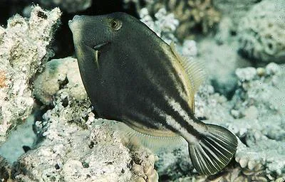 Honeycomb filefish (Cantherhines pardalis)