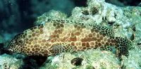 Honeycomb grouper (Epinephelus merra)