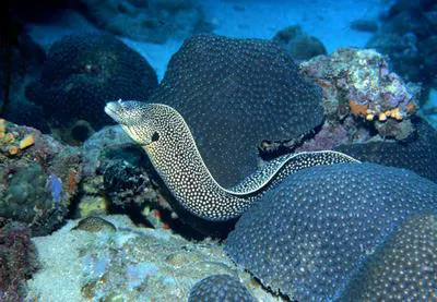 Honeycomb moray (Muraena melanotis)