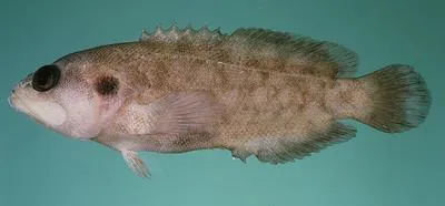 Honeycomb podge (Pseudogramma polyacantha)