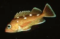 Honeycomb rockfish (Sebastes umbrosus)