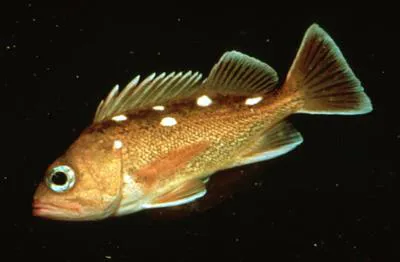 Honeycomb rockfish (Sebastes umbrosus)