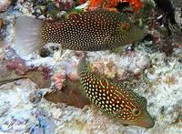 Honeycomb toby (Canthigaster janthinoptera)