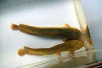 Hong Kong catfish (Clarias fuscus)