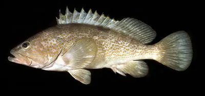 Hong Kong grouper (Epinephelus akaara)