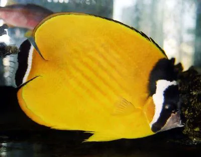 Hongkong butterflyfish (Chaetodon wiebeli)