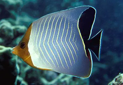 Hooded butterflyfish (Chaetodon larvatus)