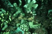 Hooded carpetshark (Hemiscyllium strahani)