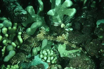 Hooded carpetshark (Hemiscyllium strahani)