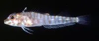 Hooded triplefin (Helcogramma capidata)