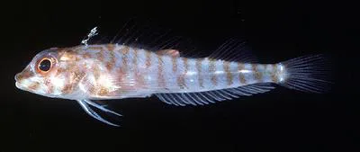 Hooded triplefin (Helcogramma capidata)