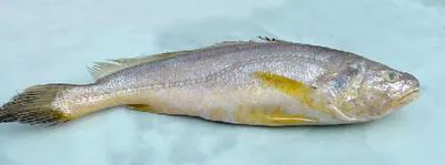 Hooghly croaker (Panna heterolepis)