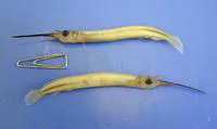 Hooghly halfbeak (Zenarchopterus striga)
