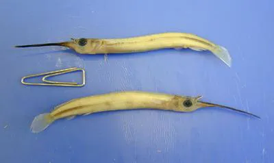 Hooghly halfbeak (Zenarchopterus striga)