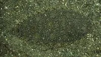 Hook-nosed sole (Heteromycteris hartzfeldii)
