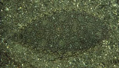 Hook-nosed sole (Heteromycteris hartzfeldii)