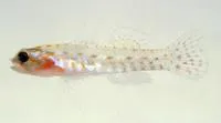 Hookcheek Pygmygoby (Eviota ancora)