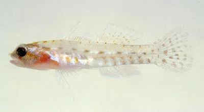 Hookcheek Pygmygoby (Eviota ancora)
