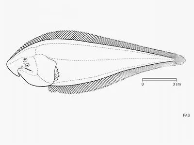 Hooked tonguesole (Cynoglossus carpenteri)