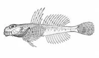 Hookhorn sculpin (Artediellus pacificus)