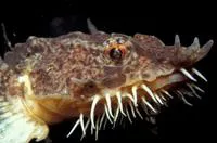 Hooknose (Agonus cataphractus)