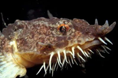 Hooknose (Agonus cataphractus)